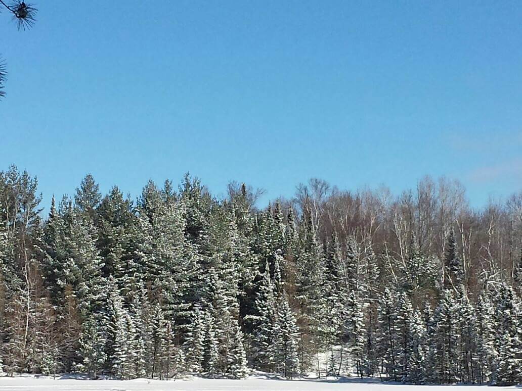 Snow covered forest on a clear blue, sunny day