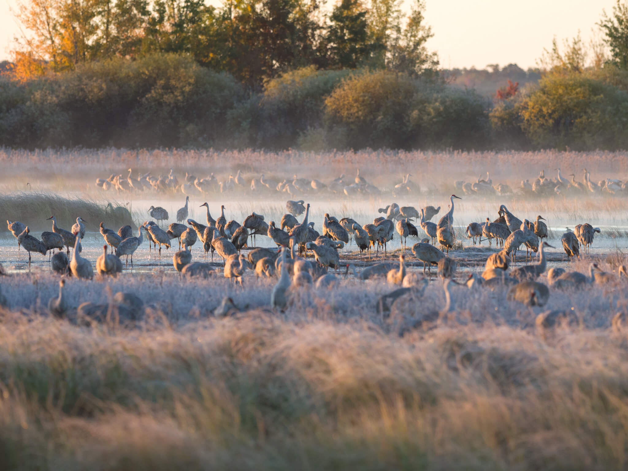 A large flock of sandhill cranes rest in a grassy marsh in early morning