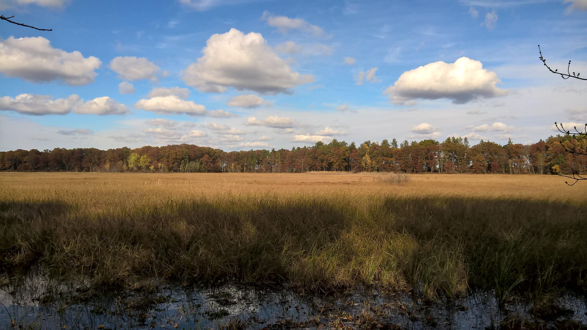 Large open marshland with forest on horizon and blue sky with fluffy white clouds