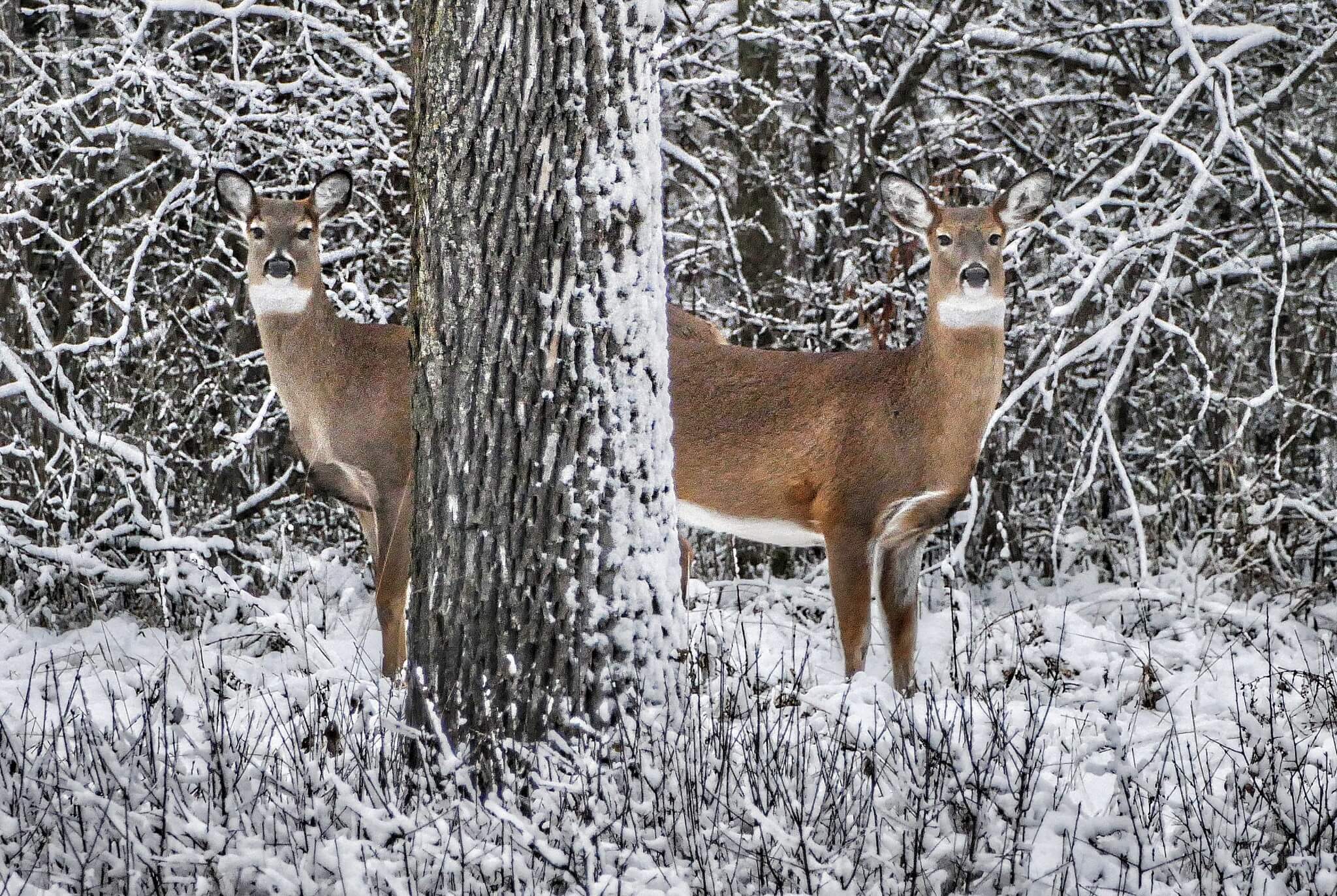 Two deer peek out from behind a tree in winter