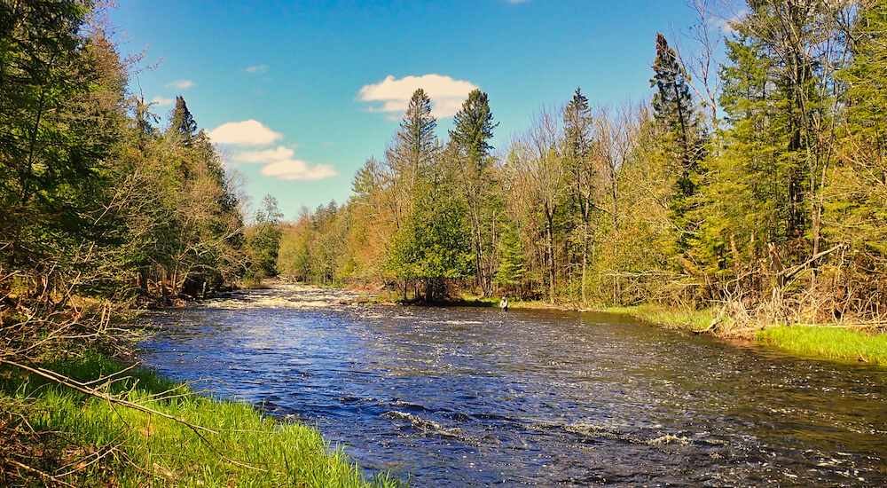 Mild river with grassy banks cutting through a forest on a sunny day