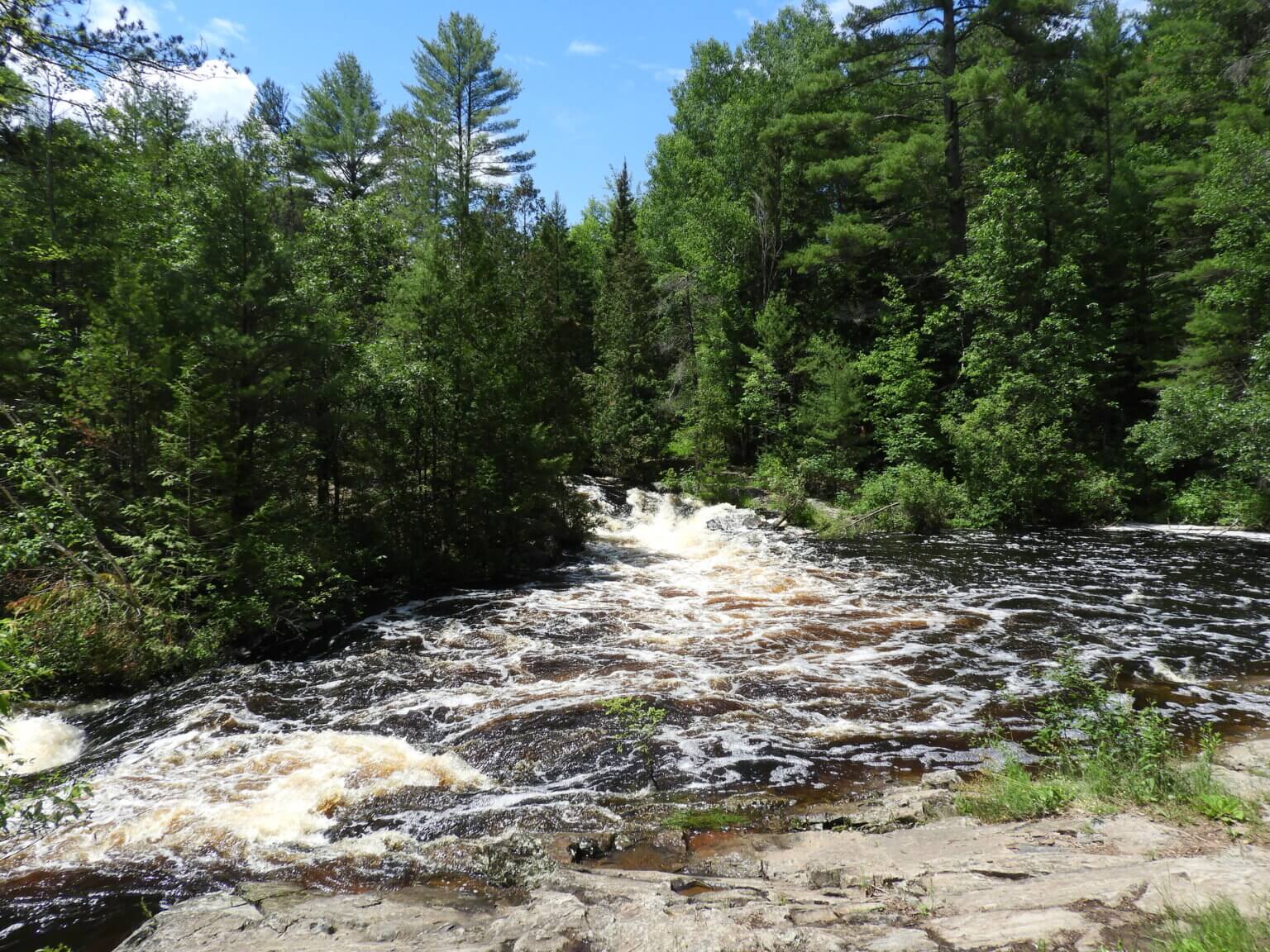 Rushing river cuts through a conifer forest.