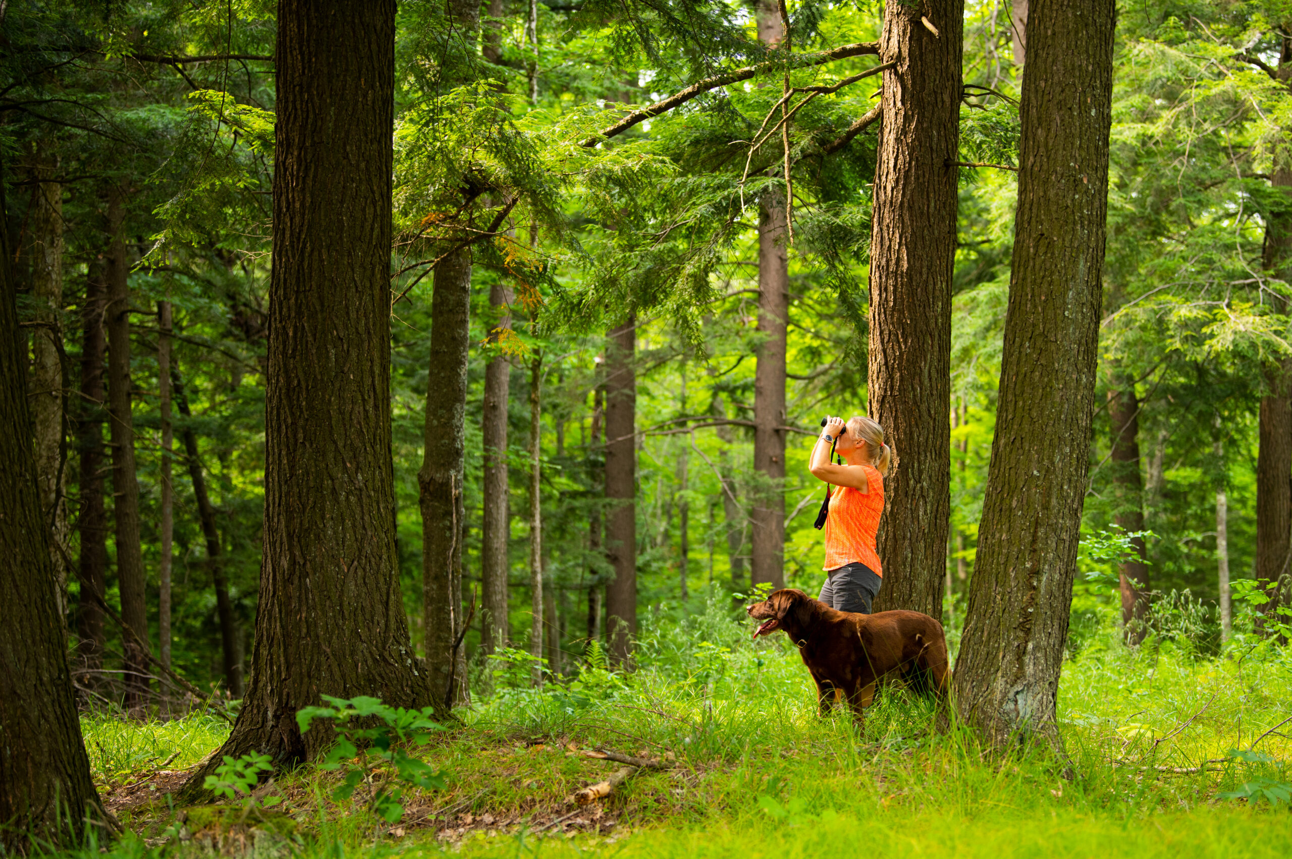 A blonde woman in an orange shirt and accompanied by a large black dog looks up with a pair of binoculars in the lush Pelican River forest