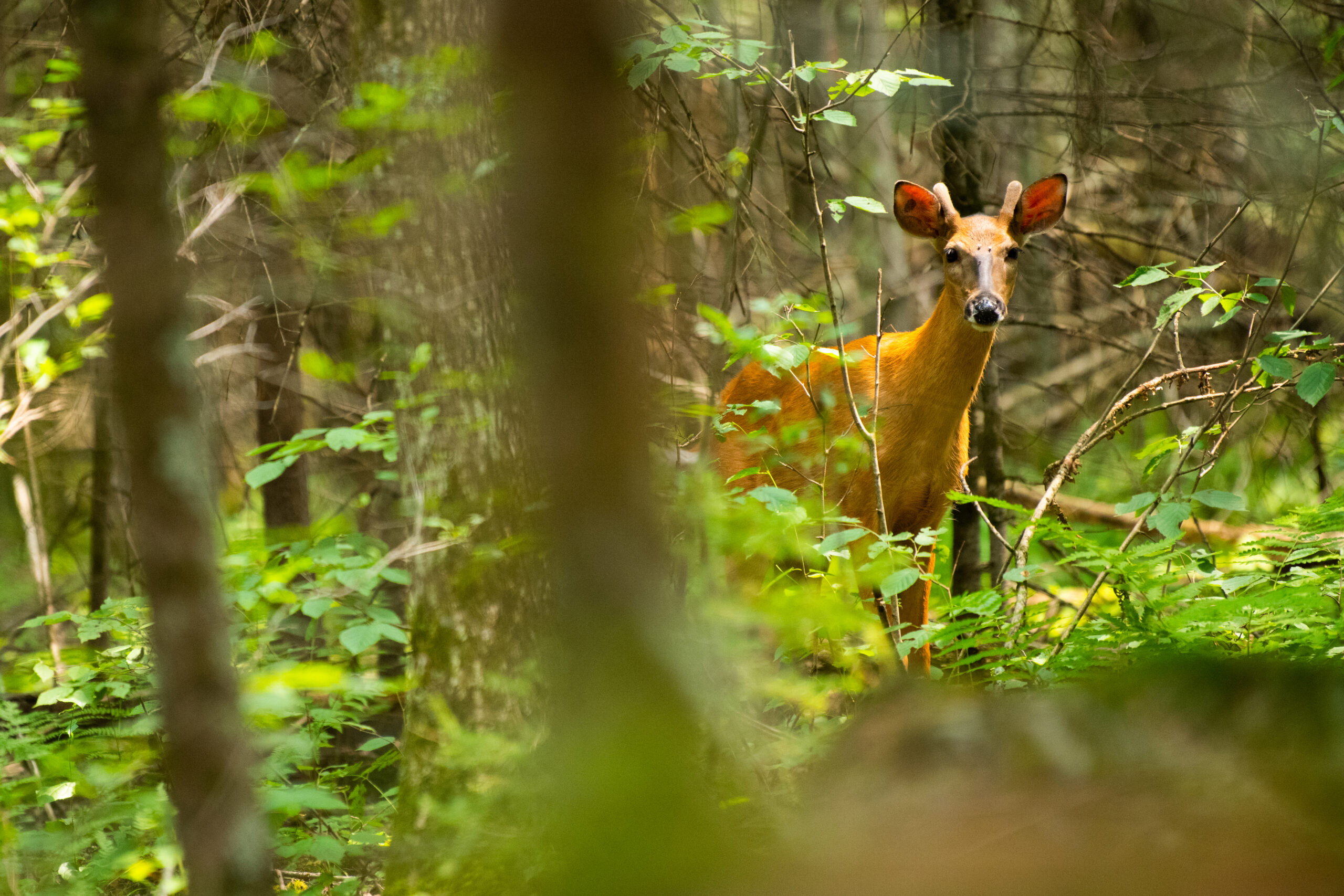 A young buck just starting to grow antlers peeks out from a lush green forest in Pelican River