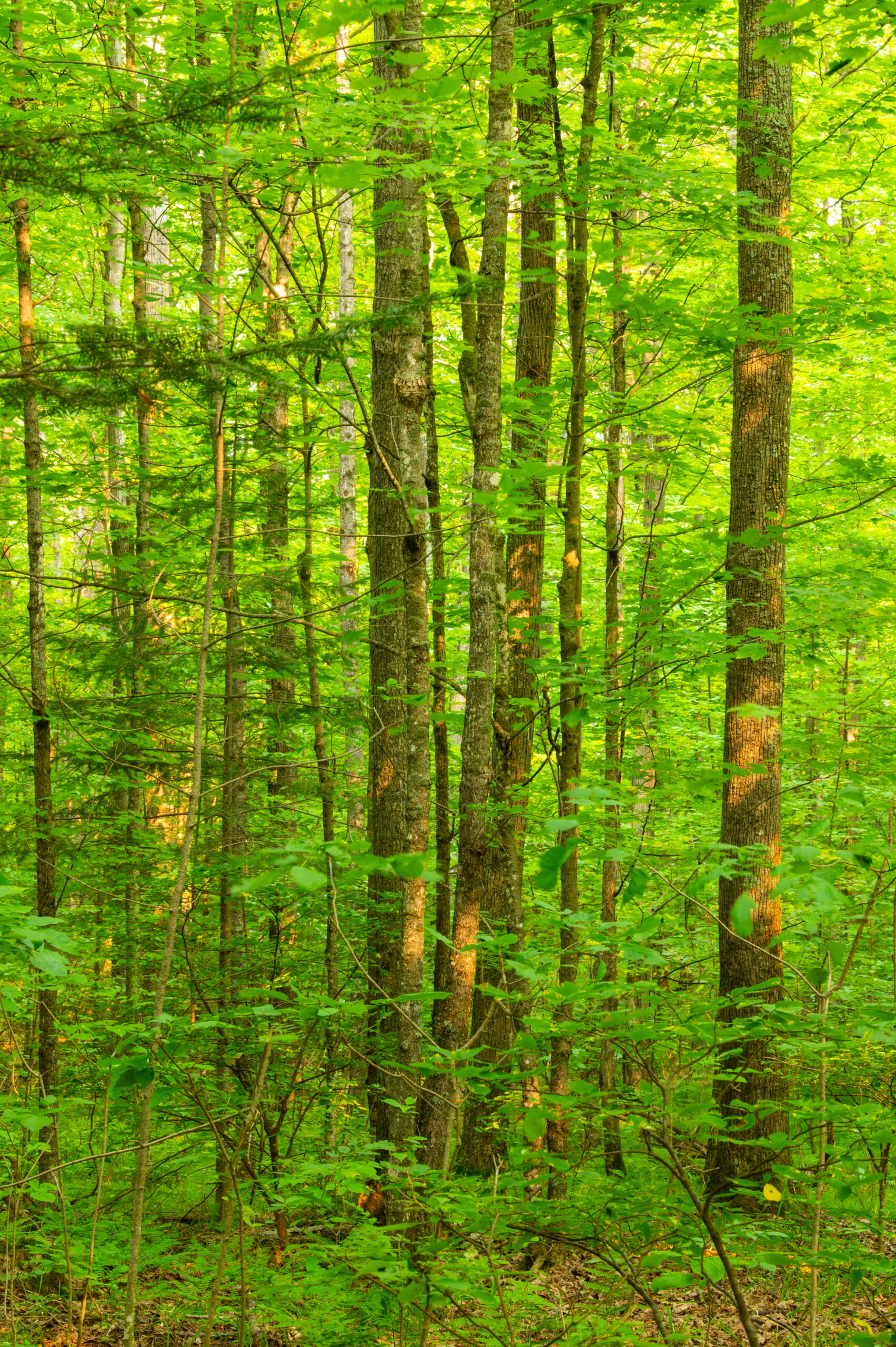 Bright green forest with tall, straight trees